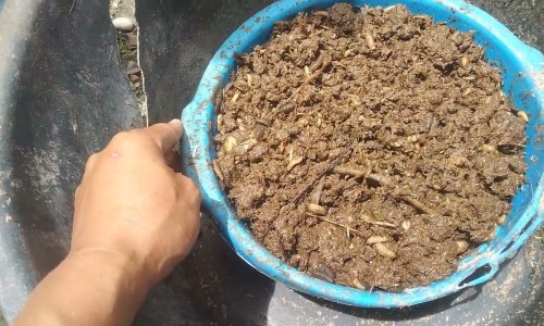 食物中毒大便化验结果是什么-食物中毒大便化验结果网- 食物中毒大便化验结果图片知识,分享食物中毒后便血怎么回事